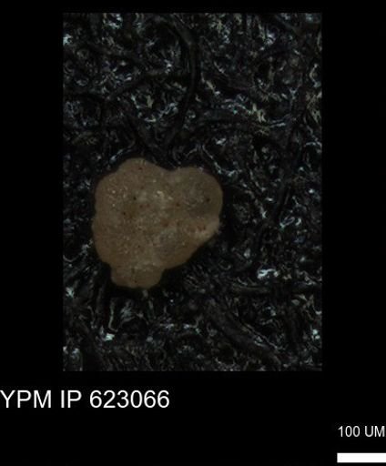 undet. Foraminiferida