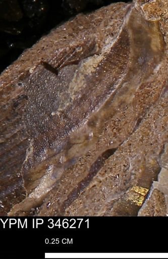 undet. Bivalvia