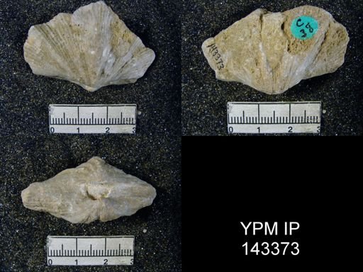 Spirifer (Neospirifer) musakheylensis