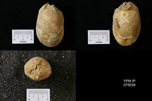 Terebratula harlani