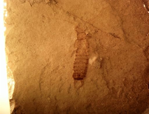 undet. Dermaptera