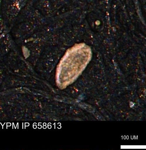 Spirolocammina planula