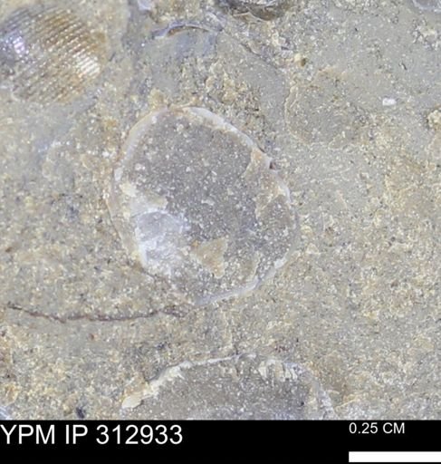 undet. Bivalvia