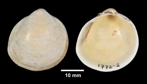 Laevicardium mortoni