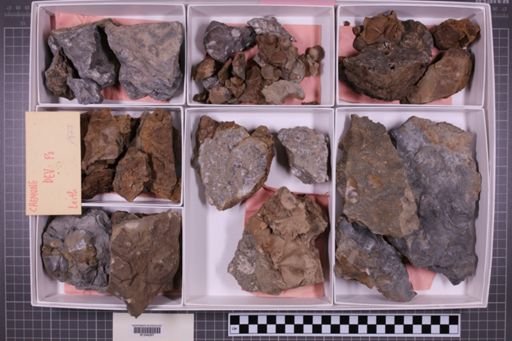 mixed taxa, stratigraphic collection