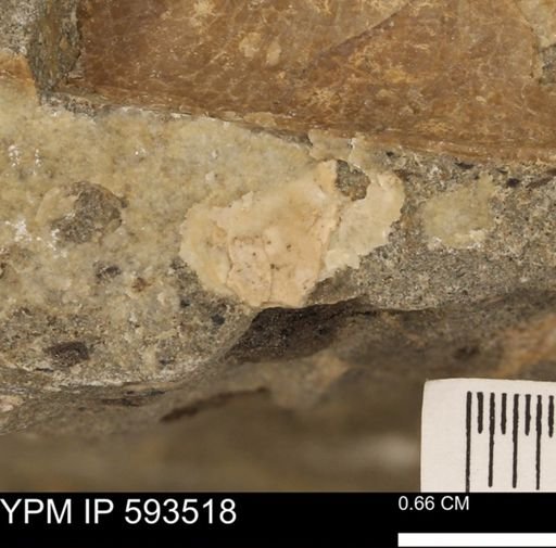 taxon undetermined