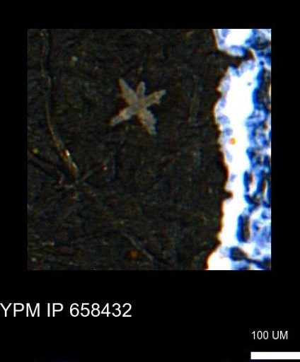 undet. Porifera