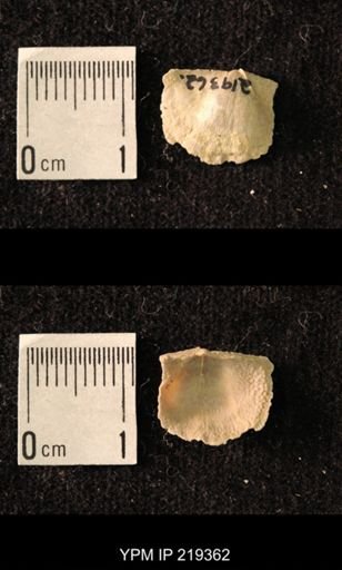 Chonetes granulifer