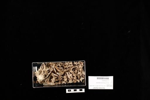 Sauromalus hispidus?