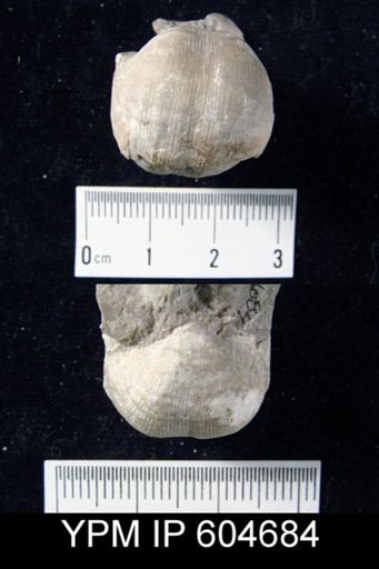 Linoproductus?