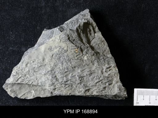 Tentaculites sp.