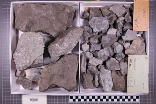 mixed taxa, stratigraphic collection