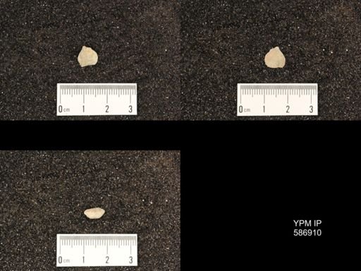 Rhynchotrema capax