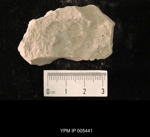 Protereisma gracile