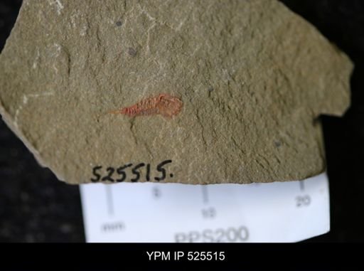 undet. Synziphosurina