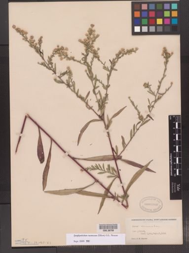 Symphyotrichum racemosum