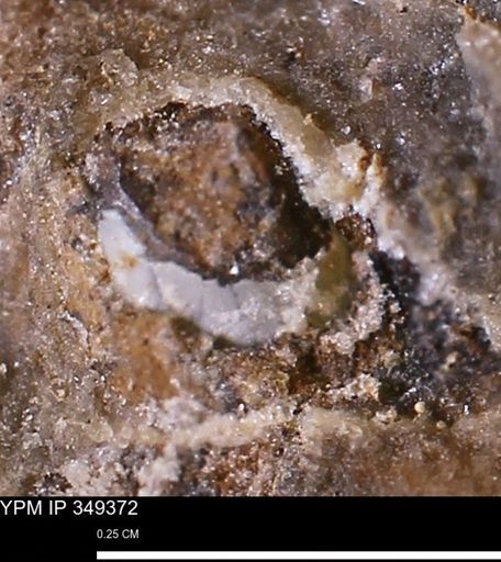undet. Mollusca