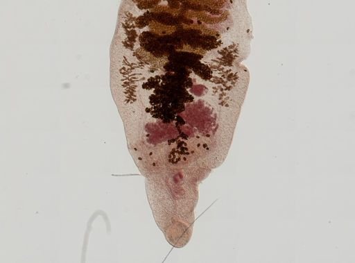 Dicrocoelium dendriticum
