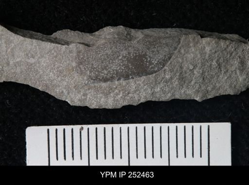 undet. Eurypterida