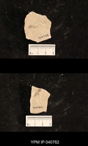 Ephemeroptera