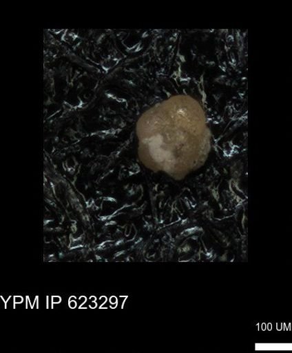 undet. Foraminiferida