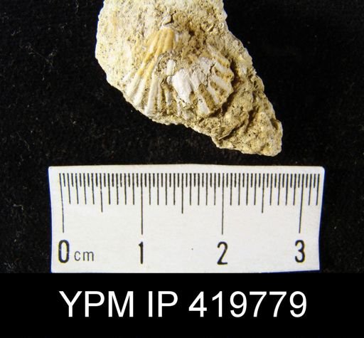 Camarotoechia sp.