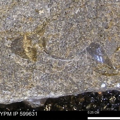 Protocardia subquadrata
