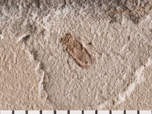 Nepomorpha