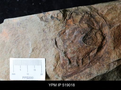 Fallotaspis sp.