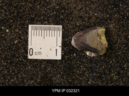 Hoploscaphites nicolletii