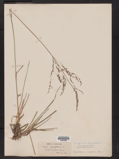 Deschampsia flexuosa
