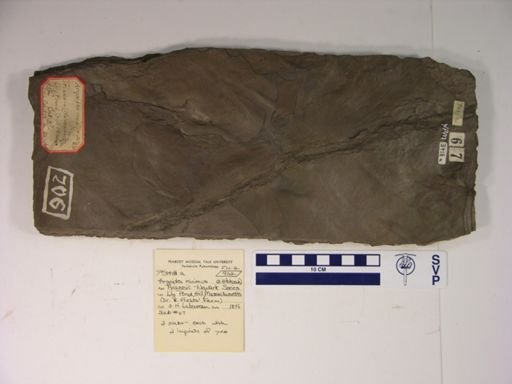Argoides minimus