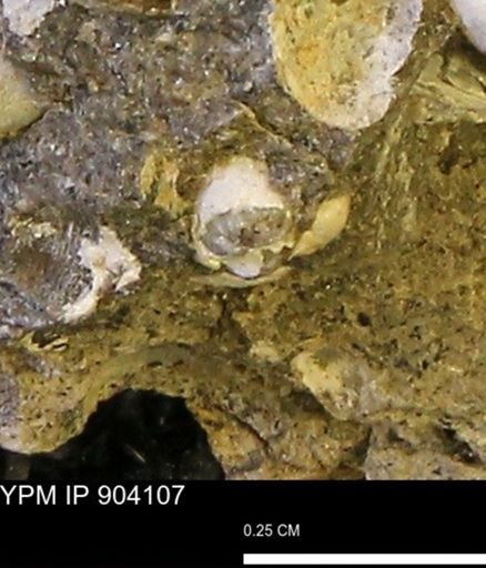 undet. Mollusca