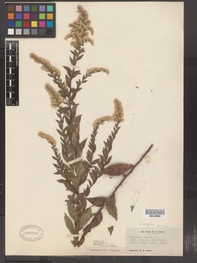 Solidago rugosa aspera