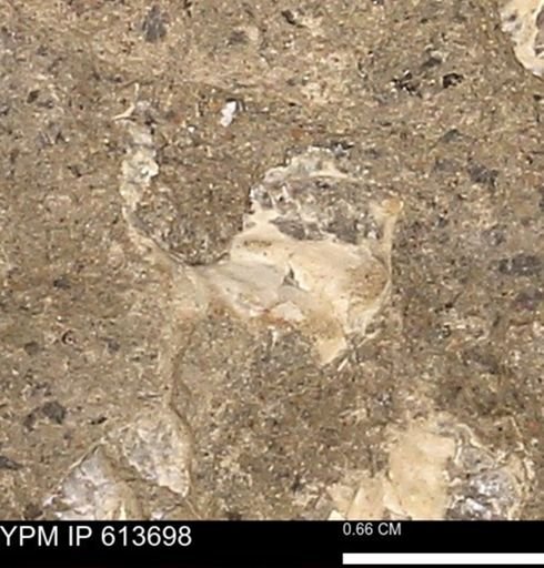Scaphites sp.