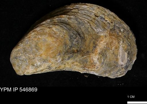 Ostrea virginiana