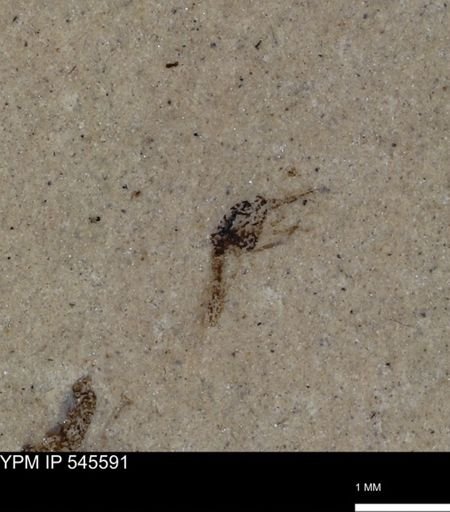 undet. Insecta
