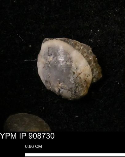 Protocardia sp.