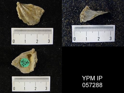 Eospirifer macropleura