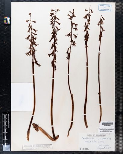 Corallorhiza maculata