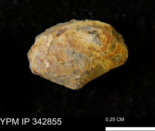 Nuculana sp.