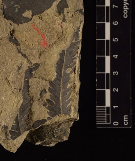 Calcaropteris boeselii