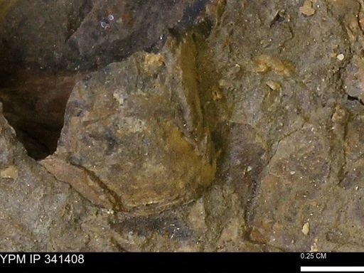 undet. Mollusca