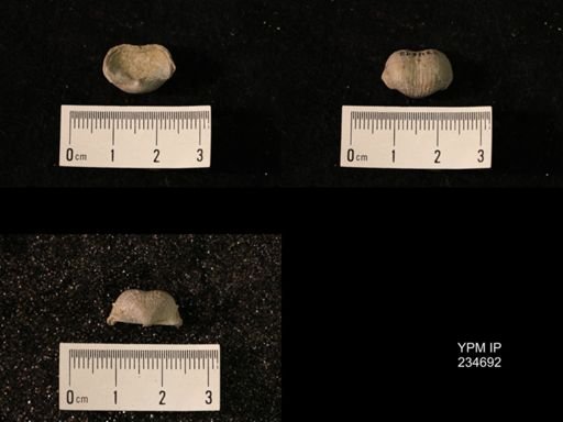 Marginifera splendens