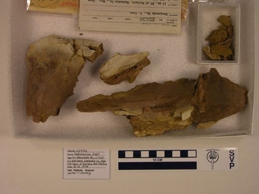 Hadrosauridae