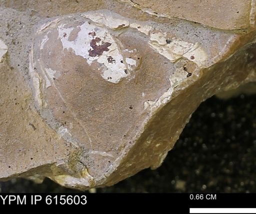 undet. Bivalvia