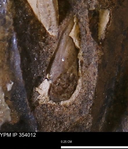 undet. Bivalvia