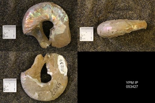 Discoscaphites conradi