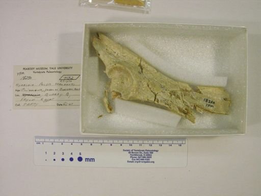 Hyrax sp.
