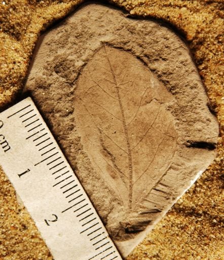 Celastrophyllum newberryanum